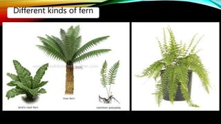 Different kinds of fern
 