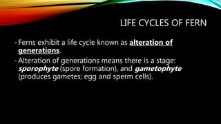 LIFE CYCLES OF FERN
- Ferns exhibit a life cycle known as alteration of
generations.
- Alteration of generations means there is a stage:
sporophyte (spore formation), and gametophyte
(produces gametes; egg and sperm cells).
 