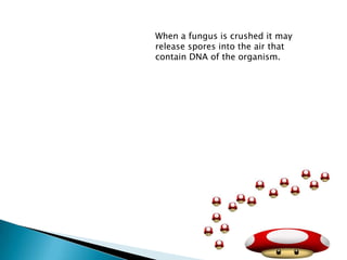 When a fungus is crushed it may release spores into the air that contain DNA of the organism.