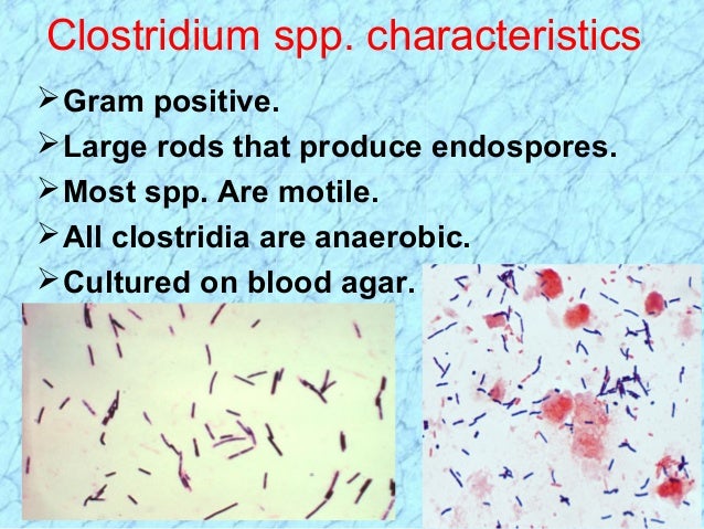 spore testing requirements