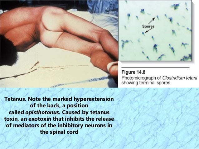 spore forming test spore forming test