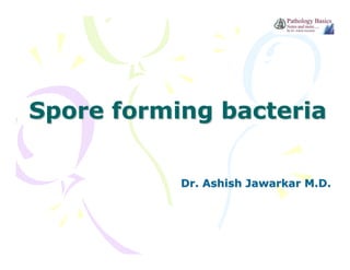 Spore forming bacteria
Dr. Ashish Jawarkar M.D.

 