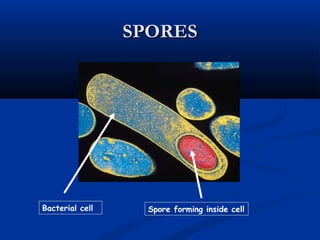 SPORESSPORES
Bacterial cell Spore forming inside cell
 