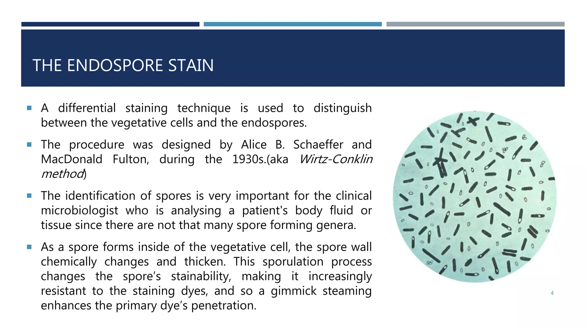 THE ENDOSPORE STAIN
 A differential staining technique is used to distinguish
between the vegetative cells and the endospores.
 The procedure was designed by Alice B. Schaeffer and
MacDonald Fulton, during the 1930s.(aka Wirtz-Conklin
method)
 The identification of spores is very important for the clinical
microbiologist who is analysing a patient's body fluid or
tissue since there are not that many spore forming genera.
 As a spore forms inside of the vegetative cell, the spore wall
chemically changes and thicken. This sporulation process
changes the spore’s stainability, making it increasingly
resistant to the staining dyes, and so a gimmick steaming
enhances the primary dye’s penetration.
4
 