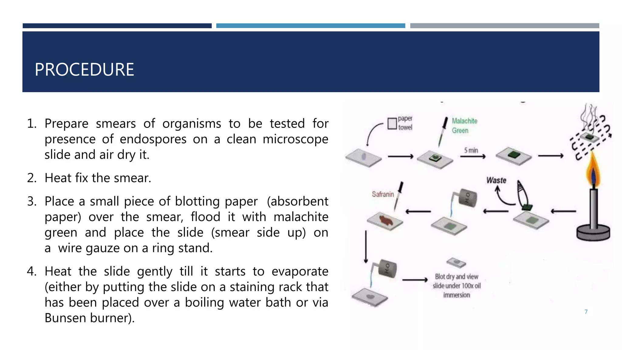 PROCEDURE
7
1. Prepare smears of organisms to be tested for
presence of endospores on a clean microscope
slide and air dry it.
2. Heat fix the smear.
3. Place a small piece of blotting paper (absorbent
paper) over the smear, flood it with malachite
green and place the slide (smear side up) on
a wire gauze on a ring stand.
4. Heat the slide gently till it starts to evaporate
(either by putting the slide on a staining rack that
has been placed over a boiling water bath or via
Bunsen burner).
 