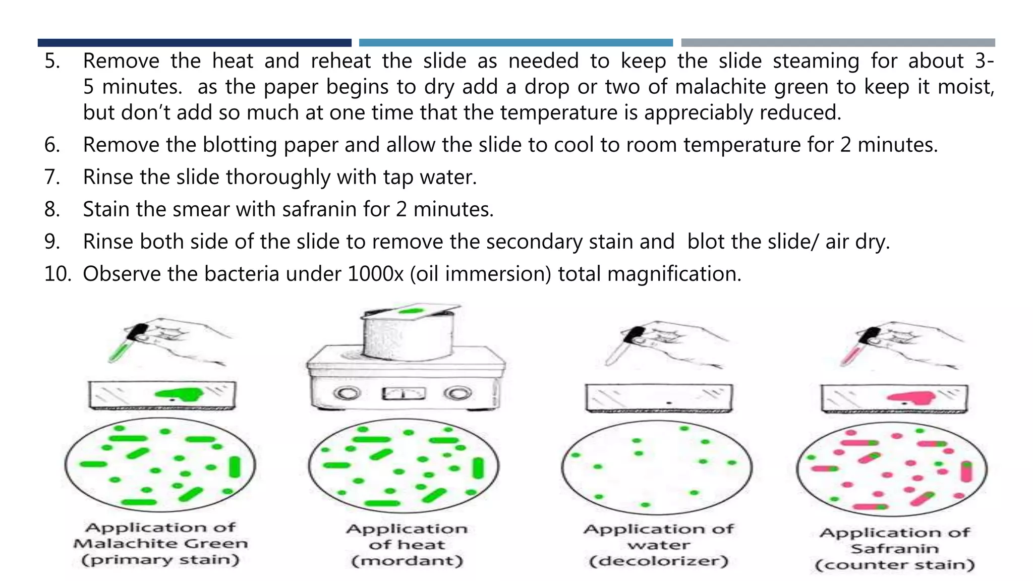 8
5. Remove the heat and reheat the slide as needed to keep the slide steaming for about 3-
5 minutes. as the paper begins to dry add a drop or two of malachite green to keep it moist,
but don’t add so much at one time that the temperature is appreciably reduced.
6. Remove the blotting paper and allow the slide to cool to room temperature for 2 minutes.
7. Rinse the slide thoroughly with tap water.
8. Stain the smear with safranin for 2 minutes.
9. Rinse both side of the slide to remove the secondary stain and blot the slide/ air dry.
10. Observe the bacteria under 1000x (oil immersion) total magnification.
 