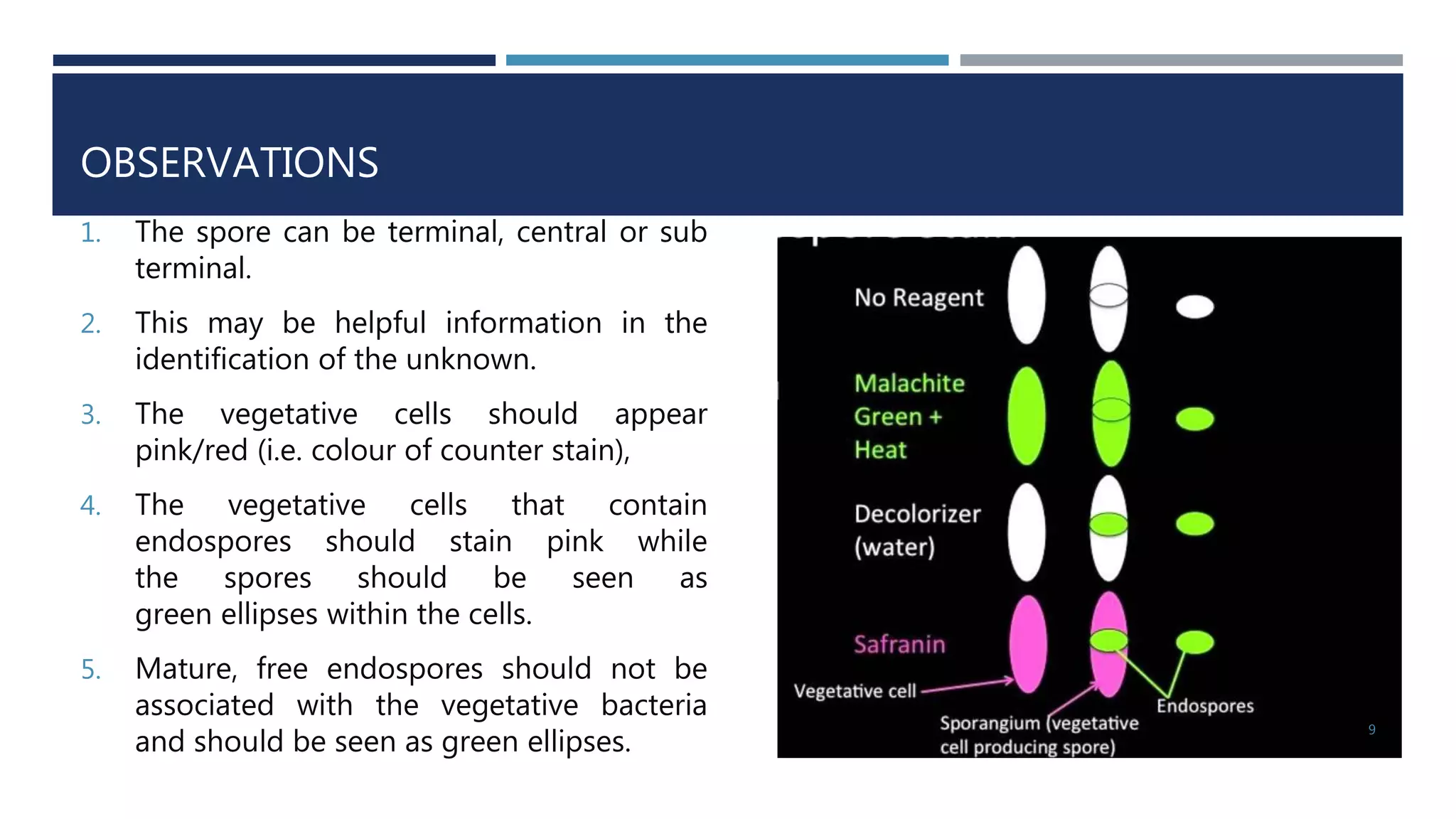 OBSERVATIONS
1. The spore can be terminal, central or sub
terminal.
2. This may be helpful information in the
identification of the unknown.
3. The vegetative cells should appear
pink/red (i.e. colour of counter stain),
4. The vegetative cells that contain
endospores should stain pink while
the spores should be seen as
green ellipses within the cells.
5. Mature, free endospores should not be
associated with the vegetative bacteria
and should be seen as green ellipses.
9
 