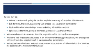 Spores may be:
 Central or equatorial, giving the bacillus a spindle shape (eg. Clostridium bifermentans)
 Sub-terminal, the bacillus appearing Club shaped (eg. Clostridium perfringens)
 Oval and terminal, resembling a tennis racket (eg. Clostridium tertium)
 Spherical and terminal, giving a drumstick appearance (Clostridium tetani)
 Mature endospores are released from the vegetative cell to become free endospores.
 When the free endospores are placed in an environment that supports growth, the endospores
will revert back to a vegetative cell in a process called germination.
 endospore formation is not a reproductive process but a process of differentiation that provides
the bacteria with a mechanism for survival. 3
 