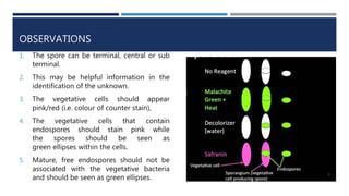 OBSERVATIONS
1. The spore can be terminal, central or sub
terminal.
2. This may be helpful information in the
identification of the unknown.
3. The vegetative cells should appear
pink/red (i.e. colour of counter stain),
4. The vegetative cells that contain
endospores should stain pink while
the spores should be seen as
green ellipses within the cells.
5. Mature, free endospores should not be
associated with the vegetative bacteria
and should be seen as green ellipses.
9
 