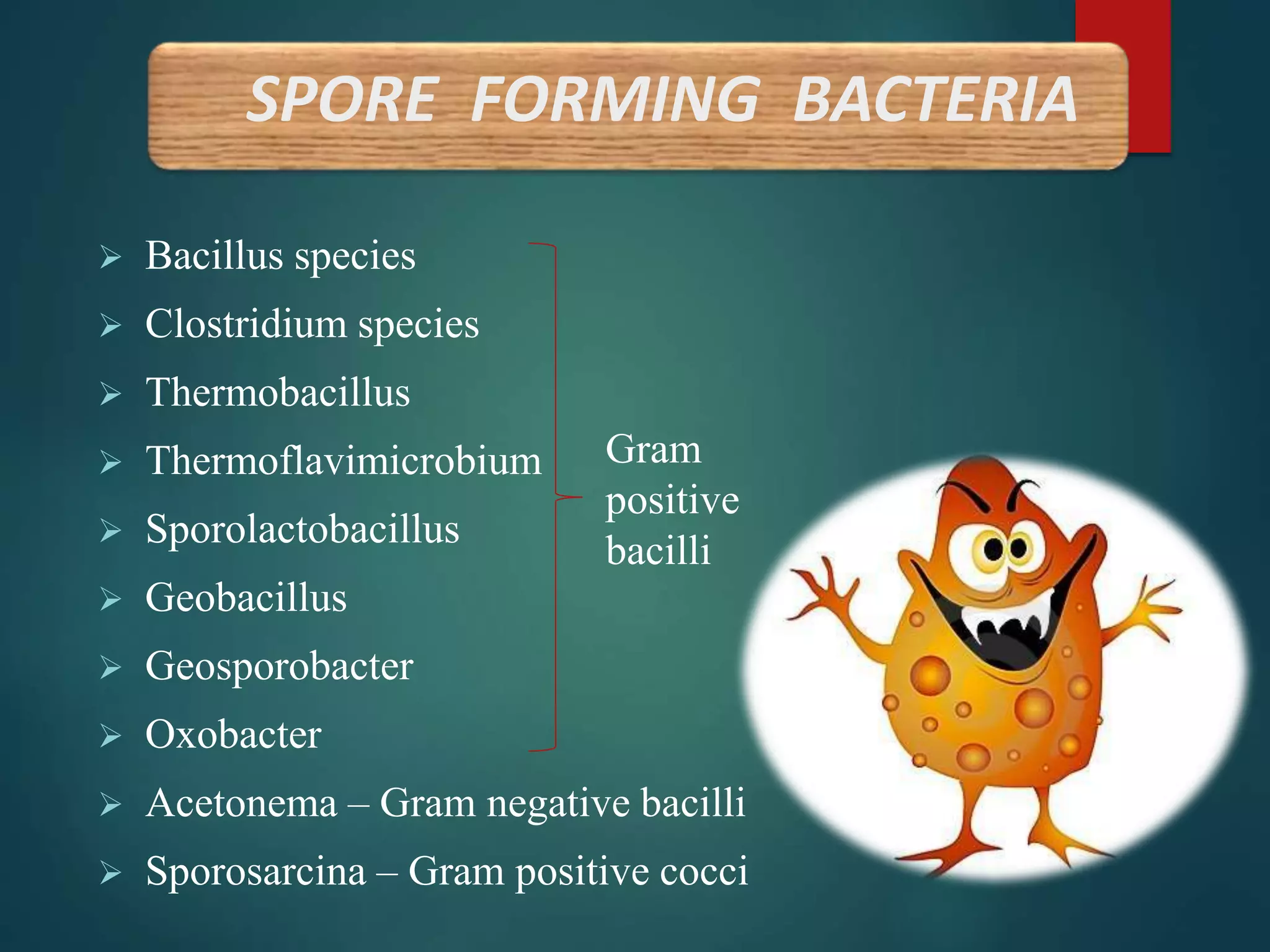  Bacillus species
 Clostridium species
 Thermobacillus
 Thermoflavimicrobium
 Sporolactobacillus
 Geobacillus
 Geosporobacter
 Oxobacter
 Acetonema – Gram negative bacilli
 Sporosarcina – Gram positive cocci
SPORE FORMING BACTERIA
Gram
positive
bacilli
 
