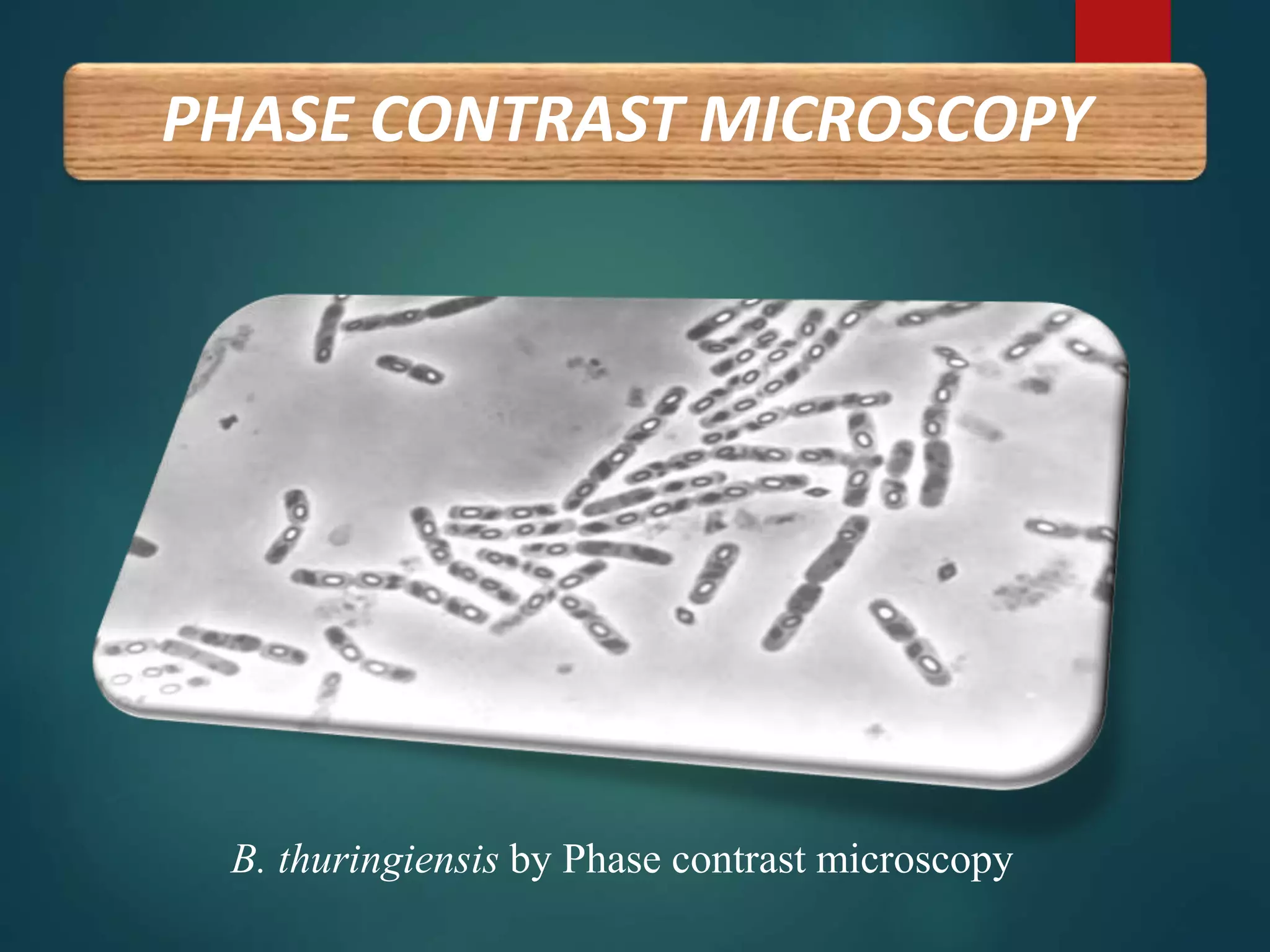 PHASE CONTRAST MICROSCOPY
B. thuringiensis by Phase contrast microscopy
 
