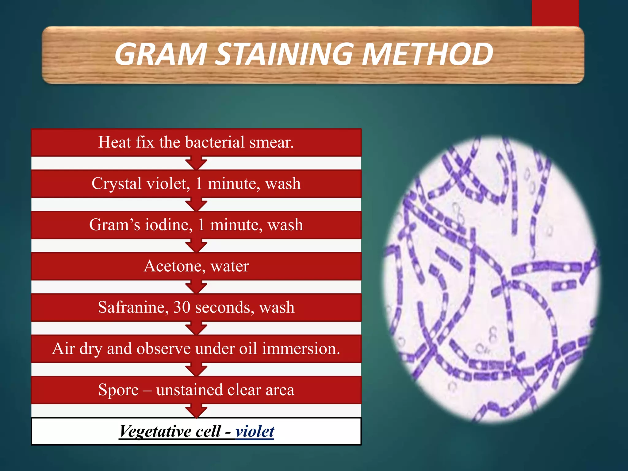 GRAM STAINING METHOD
Vegetative cell - violet
Spore – unstained clear area
Air dry and observe under oil immersion.
Safranine, 30 seconds, wash
Acetone, water
Gram’s iodine, 1 minute, wash
Crystal violet, 1 minute, wash
Heat fix the bacterial smear.
 