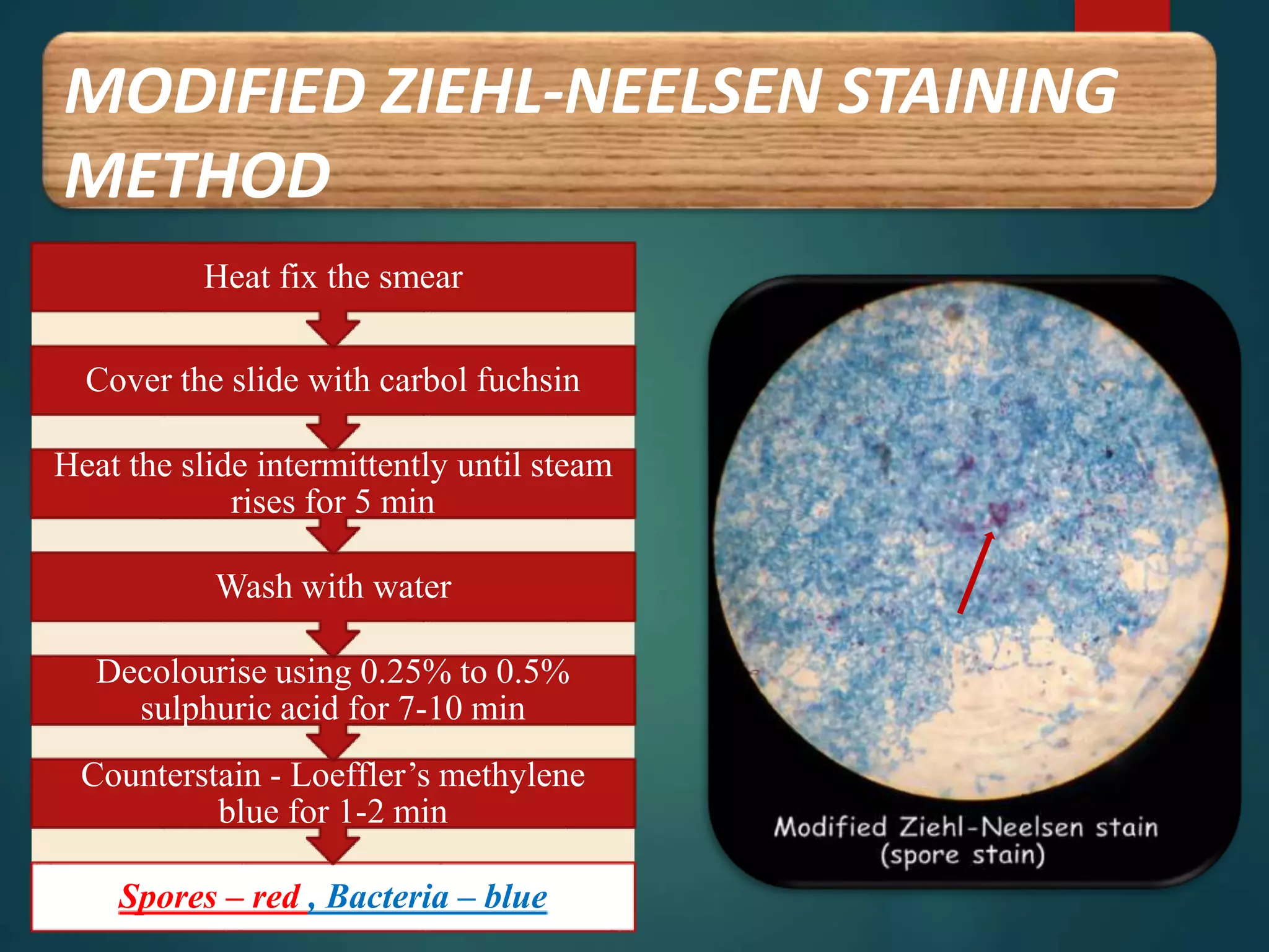 MODIFIED ZIEHL-NEELSEN STAINING
METHOD
Spores – red , Bacteria – blue
Counterstain - Loeffler’s methylene
blue for 1-2 min
Decolourise using 0.25% to 0.5%
sulphuric acid for 7-10 min
Wash with water
Heat the slide intermittently until steam
rises for 5 min
Cover the slide with carbol fuchsin
Heat fix the smear
 