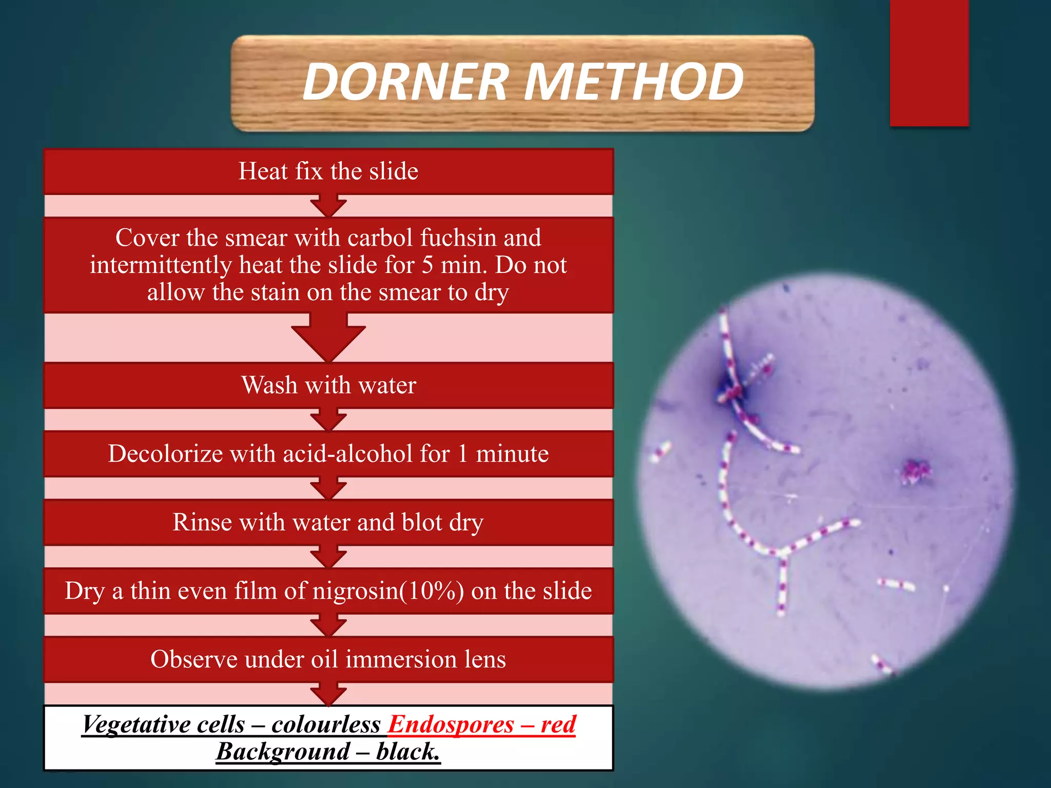 DORNER METHOD
Vegetative cells – colourless Endospores – red
Background – black.
Observe under oil immersion lens
Dry a thin even film of nigrosin(10%) on the slide
Rinse with water and blot dry
Decolorize with acid-alcohol for 1 minute
Wash with water
Cover the smear with carbol fuchsin and
intermittently heat the slide for 5 min. Do not
allow the stain on the smear to dry
Heat fix the slide
 