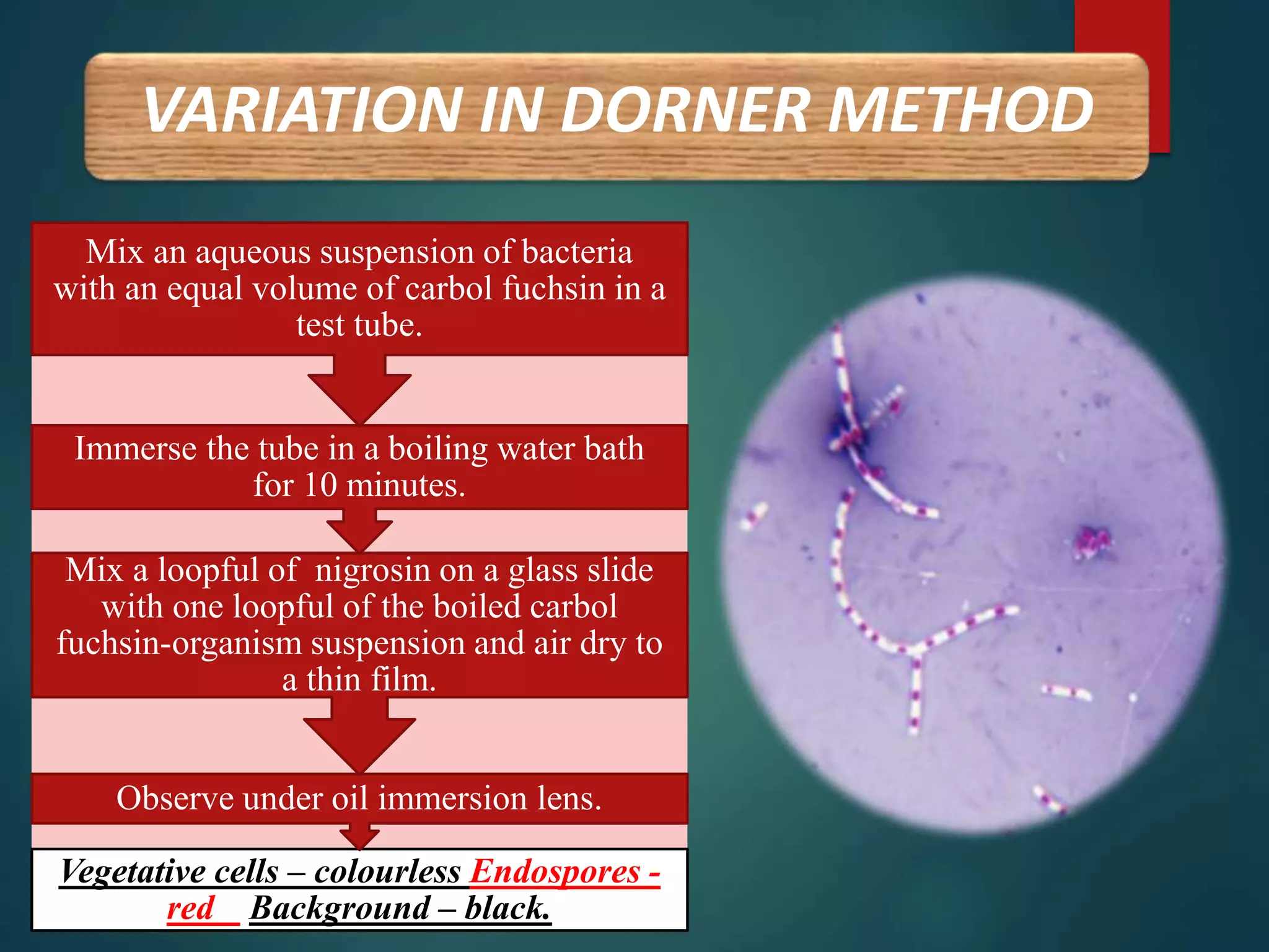 VARIATION IN DORNER METHOD
Vegetative cells – colourless Endospores -
red Background – black.
Observe under oil immersion lens.
Mix a loopful of nigrosin on a glass slide
with one loopful of the boiled carbol
fuchsin-organism suspension and air dry to
a thin film.
Immerse the tube in a boiling water bath
for 10 minutes.
Mix an aqueous suspension of bacteria
with an equal volume of carbol fuchsin in a
test tube.
 