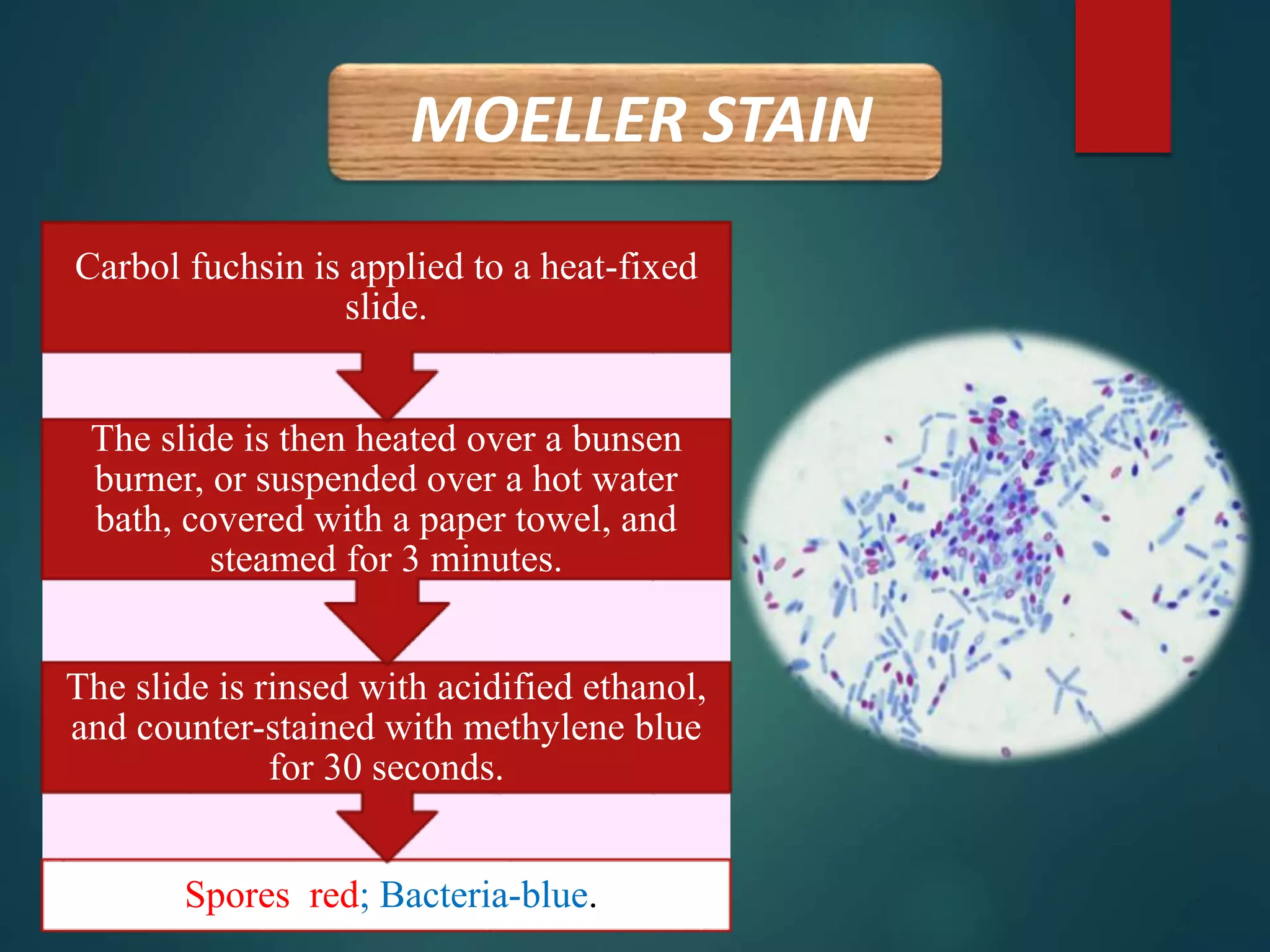 MOELLER STAIN
Spores red; Bacteria-blue.
The slide is rinsed with acidified ethanol,
and counter-stained with methylene blue
for 30 seconds.
The slide is then heated over a bunsen
burner, or suspended over a hot water
bath, covered with a paper towel, and
steamed for 3 minutes.
Carbol fuchsin is applied to a heat-fixed
slide.
 