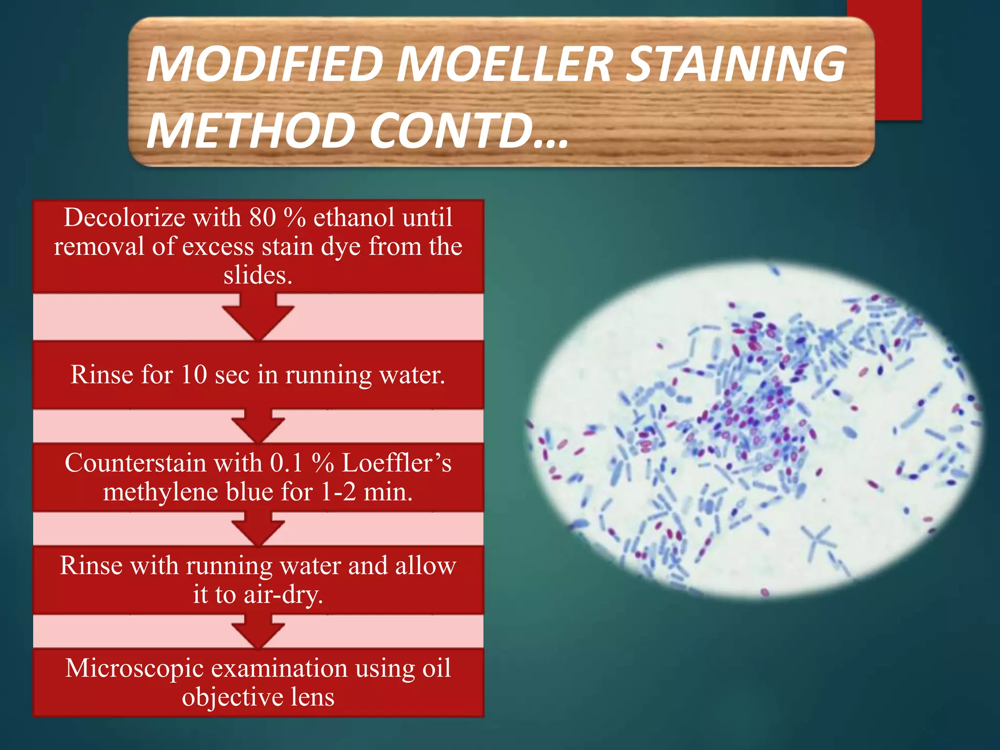 MODIFIED MOELLER STAINING
METHOD CONTD…
Microscopic examination using oil
objective lens
Rinse with running water and allow
it to air-dry.
Counterstain with 0.1 % Loeffler’s
methylene blue for 1-2 min.
Rinse for 10 sec in running water.
Decolorize with 80 % ethanol until
removal of excess stain dye from the
slides.
 