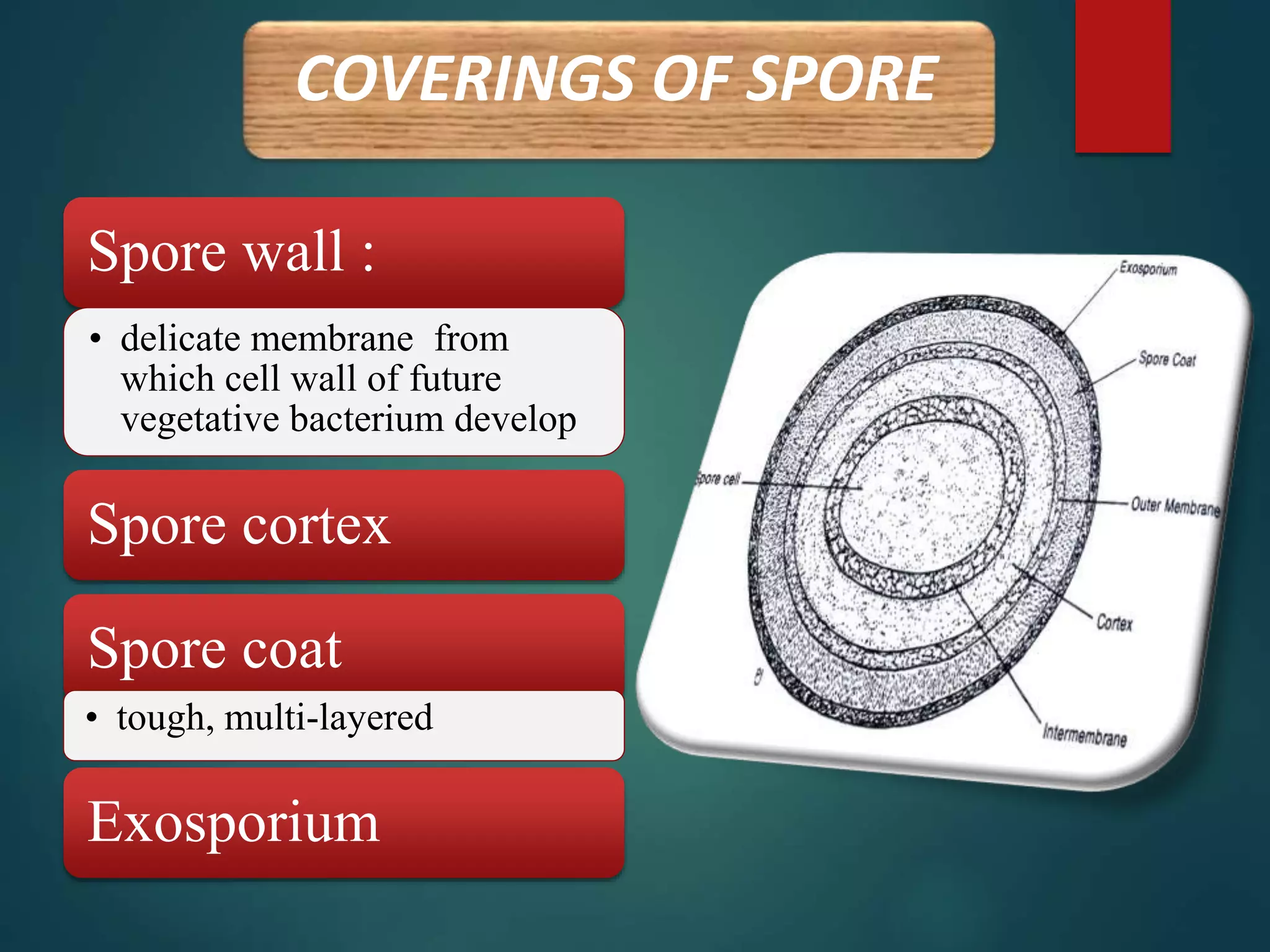 COVERINGS OF SPORE
Spore wall :
• delicate membrane from
which cell wall of future
vegetative bacterium develop
Spore cortex
Spore coat
• tough, multi-layered
Exosporium
 