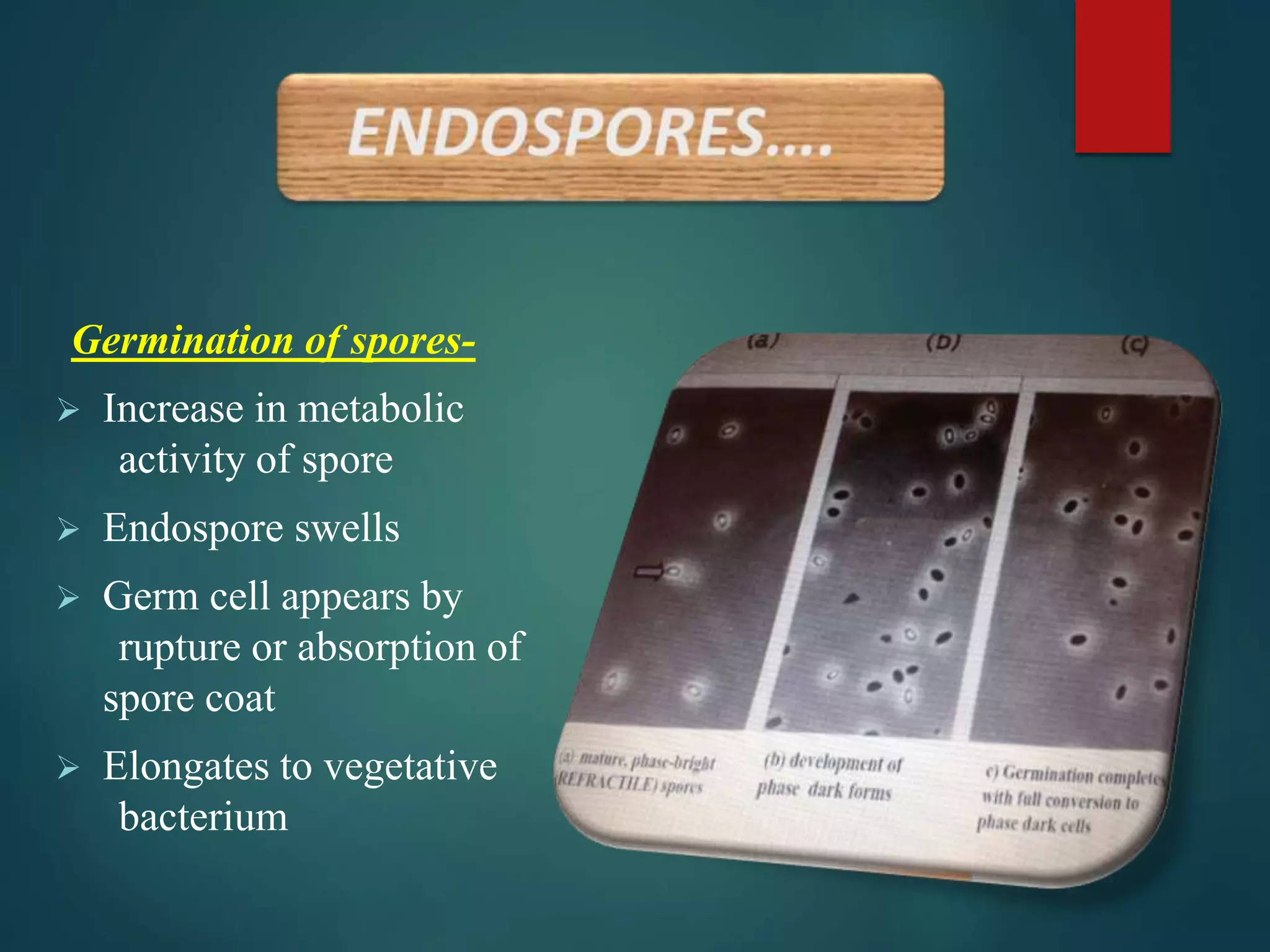 Germination of spores-
 Increase in metabolic
activity of spore
 Endospore swells
 Germ cell appears by
rupture or absorption of
spore coat
 Elongates to vegetative
bacterium
 
