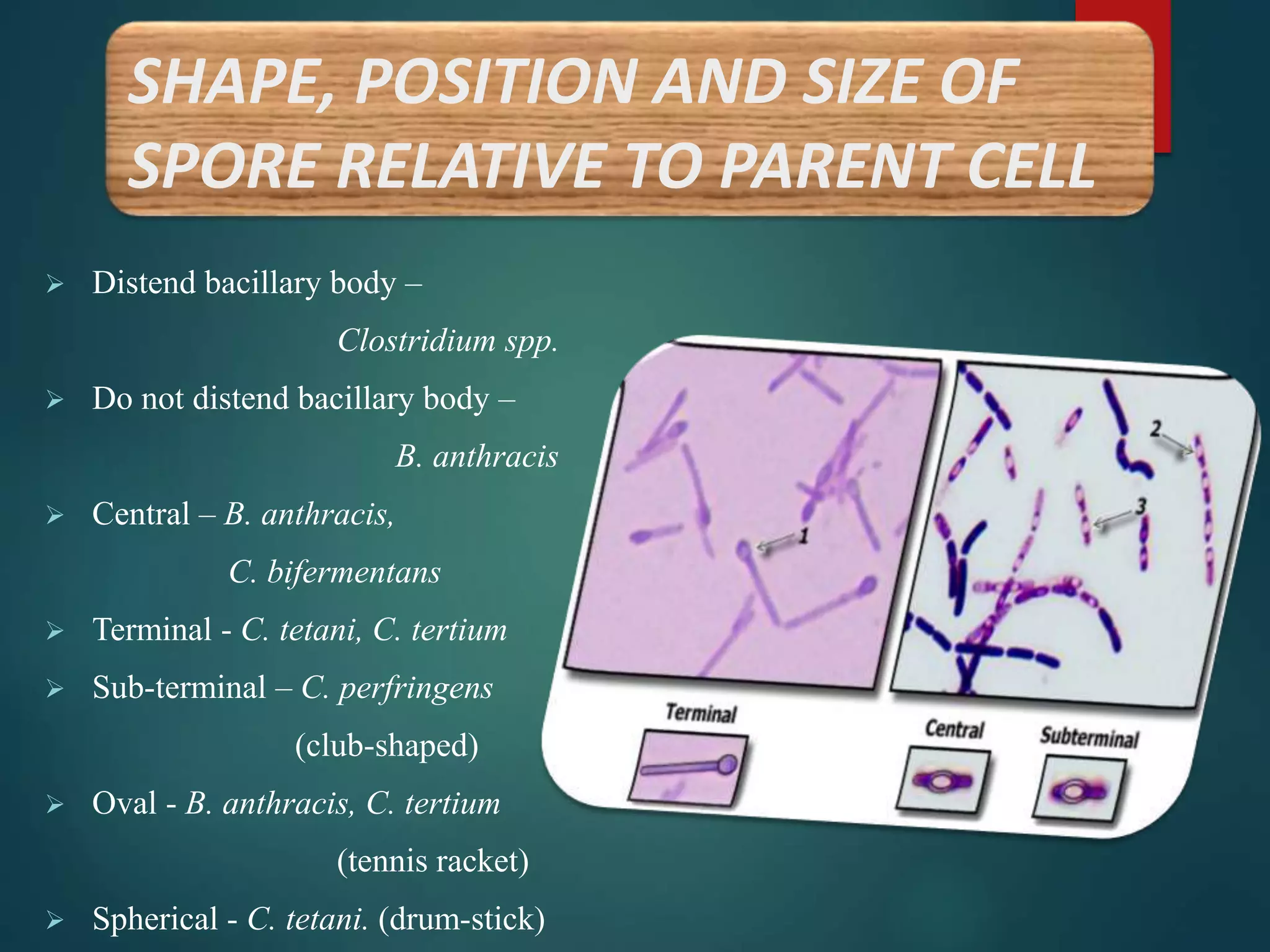  Distend bacillary body –
Clostridium spp.
 Do not distend bacillary body –
B. anthracis
 Central – B. anthracis,
C. bifermentans
 Terminal - C. tetani, C. tertium
 Sub-terminal – C. perfringens
(club-shaped)
 Oval - B. anthracis, C. tertium
(tennis racket)
 Spherical - C. tetani. (drum-stick)
SHAPE, POSITION AND SIZE OF
SPORE RELATIVE TO PARENT CELL
 