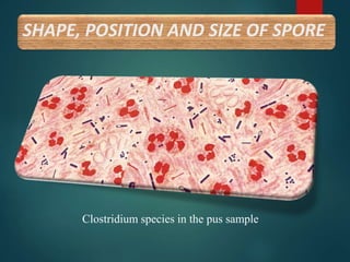 SHAPE, POSITION AND SIZE OF SPORE
Clostridium species in the pus sample
 