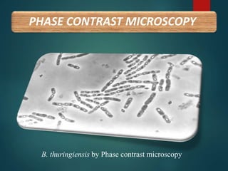 PHASE CONTRAST MICROSCOPY
B. thuringiensis by Phase contrast microscopy
 