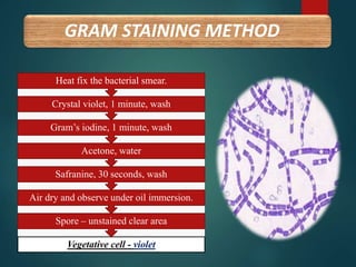 GRAM STAINING METHOD
Vegetative cell - violet
Spore – unstained clear area
Air dry and observe under oil immersion.
Safranine, 30 seconds, wash
Acetone, water
Gram’s iodine, 1 minute, wash
Crystal violet, 1 minute, wash
Heat fix the bacterial smear.
 