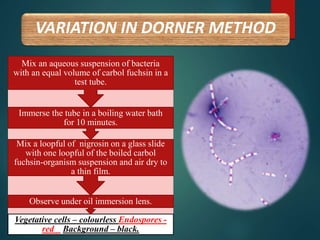 VARIATION IN DORNER METHOD
Vegetative cells – colourless Endospores -
red Background – black.
Observe under oil immersion lens.
Mix a loopful of nigrosin on a glass slide
with one loopful of the boiled carbol
fuchsin-organism suspension and air dry to
a thin film.
Immerse the tube in a boiling water bath
for 10 minutes.
Mix an aqueous suspension of bacteria
with an equal volume of carbol fuchsin in a
test tube.
 