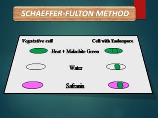 SCHAEFFER-FULTON METHOD
 