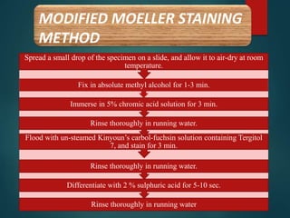 MODIFIED MOELLER STAINING
METHOD
Rinse thoroughly in running water
Differentiate with 2 % sulphuric acid for 5-10 sec.
Rinse thoroughly in running water.
Flood with un-steamed Kinyoun’s carbol-fuchsin solution containing Tergitol
7, and stain for 3 min.
Rinse thoroughly in running water.
Immerse in 5% chromic acid solution for 3 min.
Fix in absolute methyl alcohol for 1-3 min.
Spread a small drop of the specimen on a slide, and allow it to air-dry at room
temperature.
 