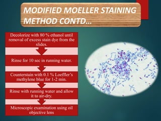 MODIFIED MOELLER STAINING
METHOD CONTD…
Microscopic examination using oil
objective lens
Rinse with running water and allow
it to air-dry.
Counterstain with 0.1 % Loeffler’s
methylene blue for 1-2 min.
Rinse for 10 sec in running water.
Decolorize with 80 % ethanol until
removal of excess stain dye from the
slides.
 