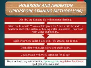 HOLBROOK AND ANDERSON
LIPID/SPORE STAINING METHOD(1980)
Wash in water, dry and examine. Spores-green, vegetative bacilli-red,
lipid granules-unstained.
Counterstain with 0.5% safranine for 20 sec.
Wash film with xylene for 5 sec and blot dry.
Stain with 0.3% sudan black B in 70% ethanol for 15 min
Stain the film with 5% malachite green for 2 min while the slide is
held little above the surface of boiling water in a beaker. Then wash
with water and blot dry.
Air dry the film and fix with minimal flaming.
 