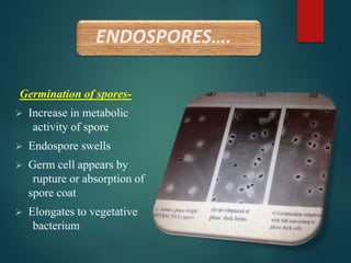 Germination of spores-
 Increase in metabolic
activity of spore
 Endospore swells
 Germ cell appears by
rupture or absorption of
spore coat
 Elongates to vegetative
bacterium
 