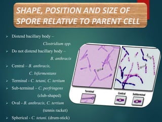  Distend bacillary body –
Clostridium spp.
 Do not distend bacillary body –
B. anthracis
 Central – B. anthracis,
C. bifermentans
 Terminal - C. tetani, C. tertium
 Sub-terminal – C. perfringens
(club-shaped)
 Oval - B. anthracis, C. tertium
(tennis racket)
 Spherical - C. tetani. (drum-stick)
SHAPE, POSITION AND SIZE OF
SPORE RELATIVE TO PARENT CELL
 