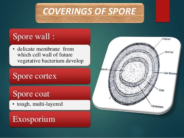 spore forming test spore forming test