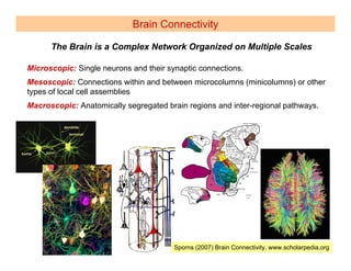Brain Connectivity

      The Brain is a Complex Network Organized on Multiple Scales

Microscopic: Single neurons and their synaptic connections.
Mesoscopic: Connections within and between microcolumns (minicolumns) or other
types of local cell assemblies
Macroscopic: Anatomically segregated brain regions and inter-regional pathways.




                                        Sporns (2007) Brain Connectivity. www.scholarpedia.org
 
