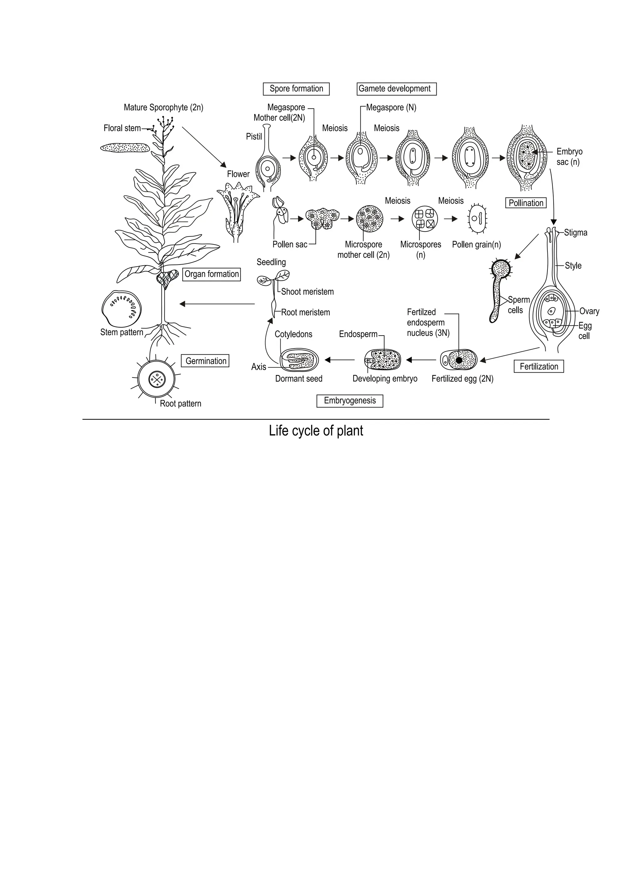 Sporogenesis, Gametogenesis, Fertilization & Seed Development.pdf