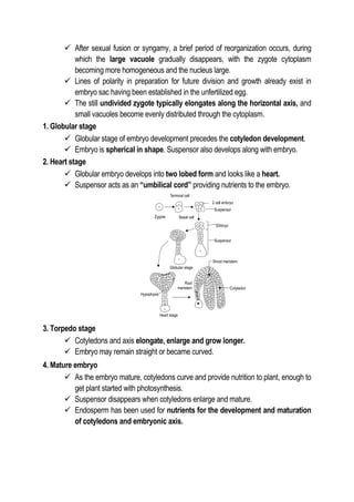  After sexual fusion or syngamy, a brief period of reorganization occurs, during
which the large vacuole gradually disappears, with the zygote cytoplasm
becoming more homogeneous and the nucleus large.
 Lines of polarity in preparation for future division and growth already exist in
embryo sac having been established in the unfertilized egg.
 The still undivided zygote typically elongates along the horizontal axis, and
small vacuoles become evenly distributed through the cytoplasm.
1. Globular stage
 Globular stage of embryo development precedes the cotyledon development.
 Embryo is spherical in shape. Suspensor also develops along with embryo.
2. Heart stage
 Globular embryo develops into two lobed form and looks like a heart.
 Suspensor acts as an “umbilical cord” providing nutrients to the embryo.
3. Torpedo stage
 Cotyledons and axis elongate, enlarge and grow longer.
 Embryo may remain straight or became curved.
4. Mature embryo
 As the embryo mature, cotyledons curve and provide nutrition to plant, enough to
get plant started with photosynthesis.
 Suspensor disappears when cotyledons enlarge and mature.
 Endosperm has been used for nutrients for the development and maturation
of cotyledons and embryonic axis.
 