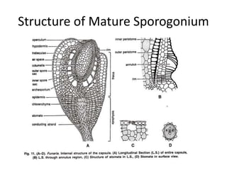 Structure of Mature Sporogonium
 