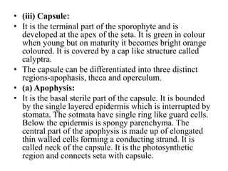 • (iii) Capsule:
• It is the terminal part of the sporophyte and is
developed at the apex of the seta. It is green in colour
when young but on maturity it becomes bright orange
coloured. It is covered by a cap like structure called
calyptra.
• The capsule can be differentiated into three distinct
regions-apophasis, theca and operculum.
• (a) Apophysis:
• It is the basal sterile part of the capsule. It is bounded
by the single layered epidermis which is interrupted by
stomata. The sotmata have single ring like guard cells.
Below the epidermis is spongy parenchyma. The
central part of the apophysis is made up of elongated
thin walled cells forming a conducting strand. It is
called neck of the capsule. It is the photosynthetic
region and connects seta with capsule.
 