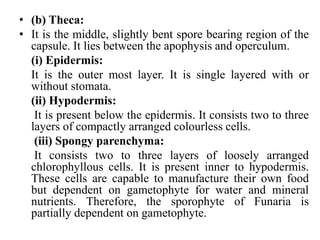 • (b) Theca:
• It is the middle, slightly bent spore bearing region of the
capsule. It lies between the apophysis and operculum.
(i) Epidermis:
It is the outer most layer. It is single layered with or
without stomata.
(ii) Hypodermis:
It is present below the epidermis. It consists two to three
layers of compactly arranged colourless cells.
(iii) Spongy parenchyma:
It consists two to three layers of loosely arranged
chlorophyllous cells. It is present inner to hypodermis.
These cells are capable to manufacture their own food
but dependent on gametophyte for water and mineral
nutrients. Therefore, the sporophyte of Funaria is
partially dependent on gametophyte.
 
