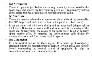 • (iv) Air spaces:
• These are present just below the spongy parenchyma and outside the
spore sacs. Air spaces are traversed by green cells (chlorenchymatous
cells) called trabecular (elongated parenchymatous cells).
• (v) Spore sac:
• These are present below the air spaces on either side of the columella.
It is ‘U’ shaped and broken at the base. (It separates its both arms).
• It has an outer wall (3-4 cells thick) and an inner wall (single cell in
thickness). Between the outer wall and inner wall is the cavity of the
spore sac. When young, the cavity of the spore sac is filled with many
spore mother cells. At maturity the spore mother cells divide by
meiotic divisions and form many haploid spores.
• (vi) Columella:
• It is the central part of the theca region. It is made up of compactly
arranged colourless parenchymatous cells. It is wide above and narrow
below, connecting the central strand of apophysis. It helps in
conduction of water and mineral nutrients.
 