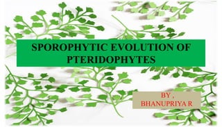 SPOROPHYTIC EVOLUTION OF
PTERIDOPHYTES
BY ,
BHANUPRIYA R
 