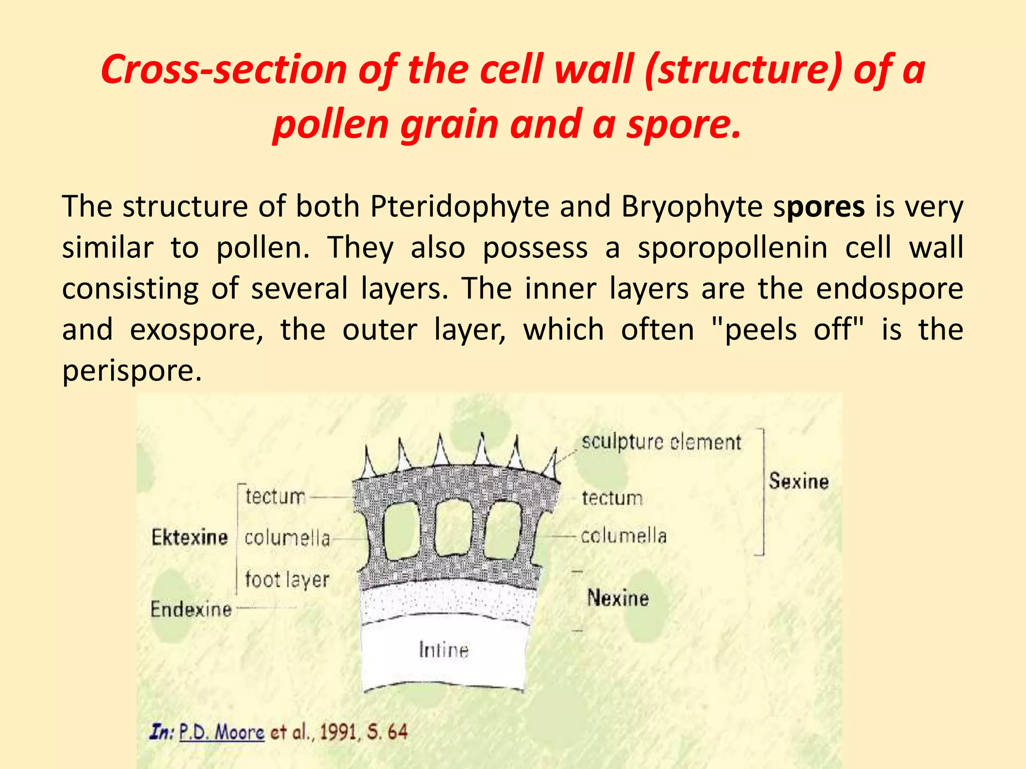 Sporopollenin Nature Properties And Uses PPTX sporopollenin-nature-properties-and-uses-pptx