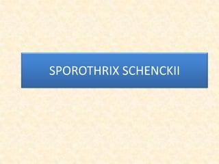 SPOROTHRIX SCHENCKII

 