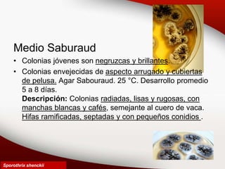 Medio Saburaud
• Colonias jóvenes son negruzcas y brillantes.
• Colonias envejecidas de aspecto arrugado y cubiertas
de pelusa. Agar Sabouraud. 25 °C. Desarrollo promedio
5 a 8 días.
Descripción: Colonias radiadas, lisas y rugosas, con
manchas blancas y cafés, semejante al cuero de vaca.
Hifas ramificadas, septadas y con pequeños conidios .
Sporothrix shenckii
 