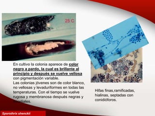 En cultivo la colonia aparece de color
negro a pardo, la cual es brillante al
principio y después se vuelve vellosa
con pigmentación variable.
Las colonias jóvenes son de color blanco,
no vellosas y levaduriformes en todas las
temperaturas. Con el tiempo se vuelve
rugosa y membranosa después negras y
miceliales.
Sporothrix shenckii
Hifas finas,ramificadas,
hialinas, septadas con
conidióforos.
 