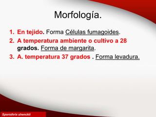 Morfología.
1. En tejido. Forma Células fumagoides.
2. A temperatura ambiente o cultivo a 28
grados. Forma de margarita.
3. A. temperatura 37 grados . Forma levadura.
Sporothrix shenckii
 