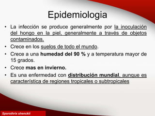 Epidemiologia
• La infección se produce generalmente por la inoculación
del hongo en la piel, generalmente a través de objetos
contaminados.
• Crece en los suelos de todo el mundo.
• Crece a una humedad del 90 % y a temperatura mayor de
15 grados.
• Crece mas en invierno.
• Es una enfermedad con distribución mundial, aunque es
característica de regiones tropicales o subtropicales
Sporothrix shenckii
 