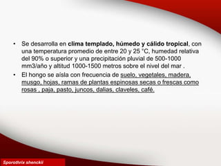 • Se desarrolla en clima templado, húmedo y cálido tropical, con
una temperatura promedio de entre 20 y 25 °C, humedad relativa
del 90% o superior y una precipitación pluvial de 500-1000
mm3/año y altitud 1000-1500 metros sobre el nivel del mar .
• El hongo se aísla con frecuencia de suelo, vegetales, madera,
musgo, hojas, ramas de plantas espinosas secas o frescas como
rosas , paja, pasto, juncos, dalias, claveles, café.
Sporothrix shenckii
 
